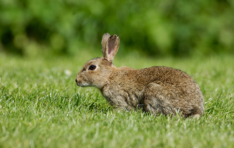 Feral Rabbit Control | Mosman Council