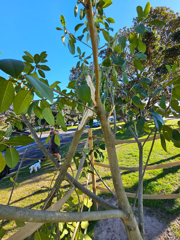 Tree vandalised at Balmoral
