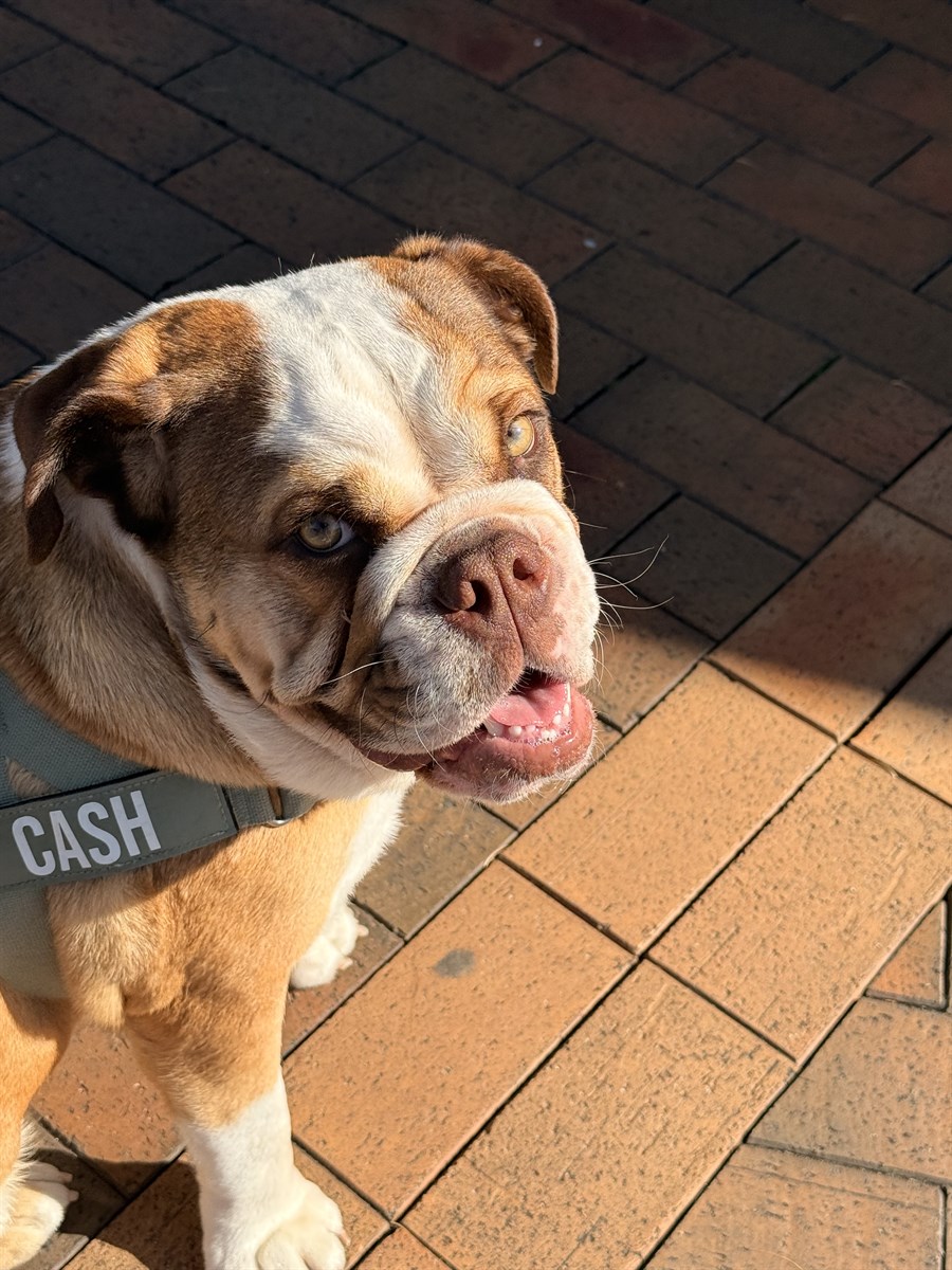 Cash
