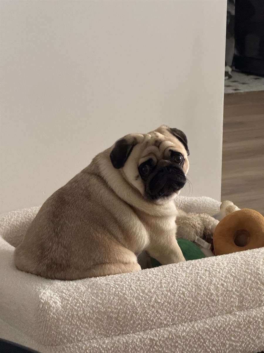 Dumpling