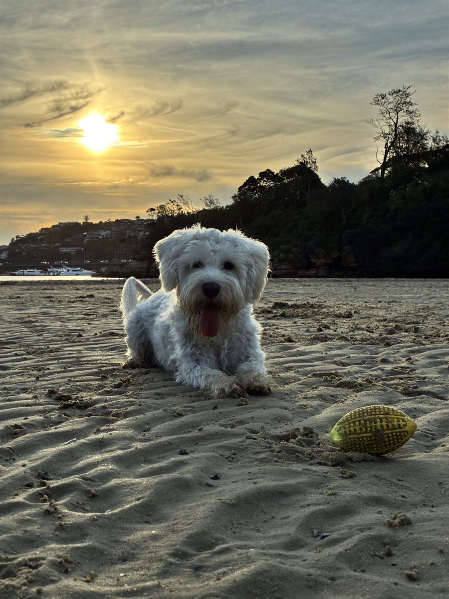 Monty