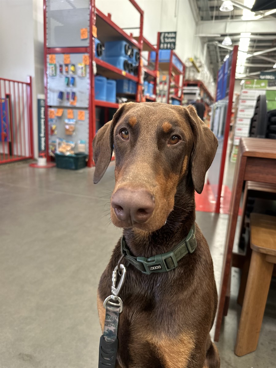 Moose