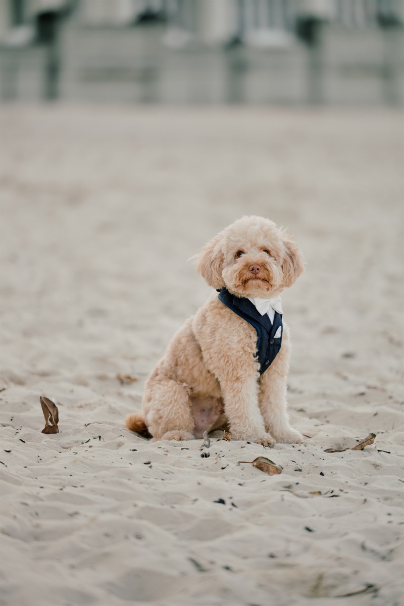 Ollie