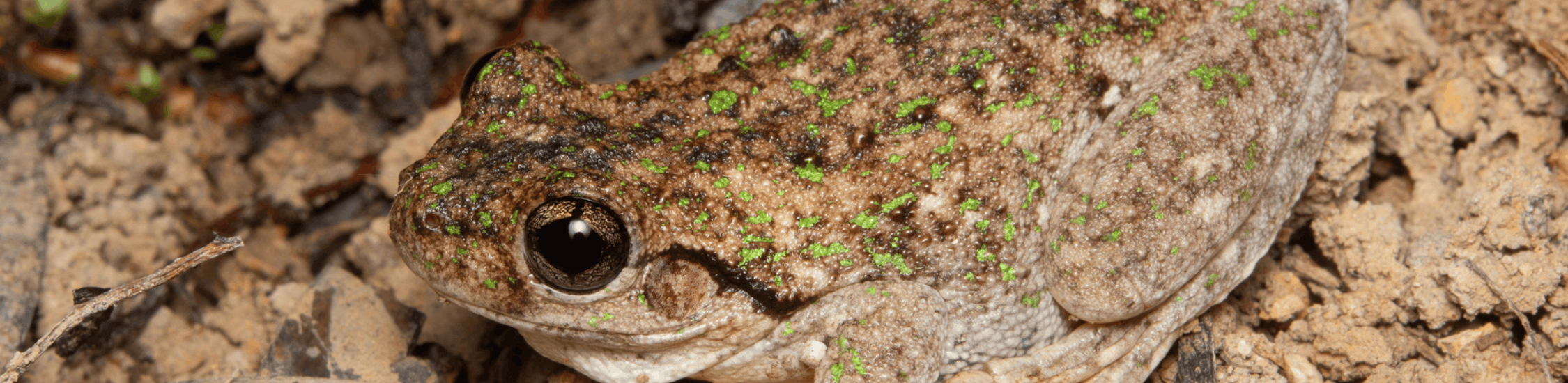 FrogID Week talk at the Library